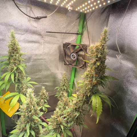 Pren vaso maior  growlog timeline photo