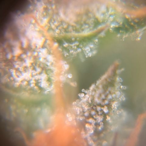 Pren vaso maior  growlog timeline photo