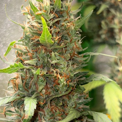 Pren vaso maior  growlog timeline photo
