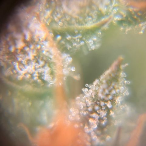 Pren vaso maior  growlog timeline photo