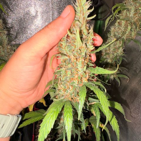 Pren vaso maior  growlog timeline photo