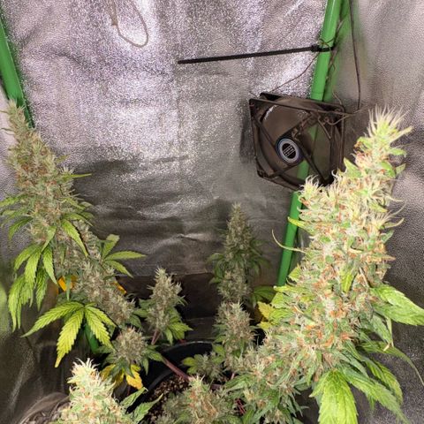 Pren vaso maior  growlog timeline photo