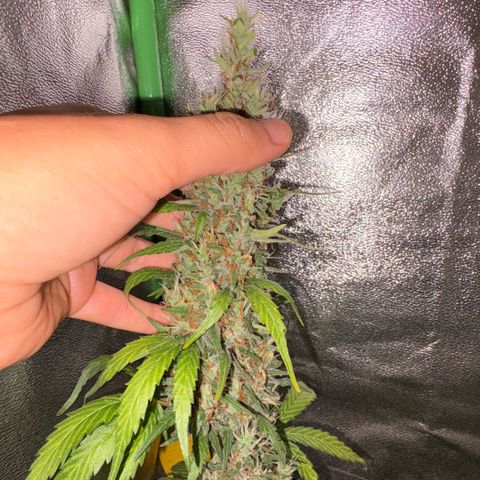 Pren vaso maior  growlog timeline photo