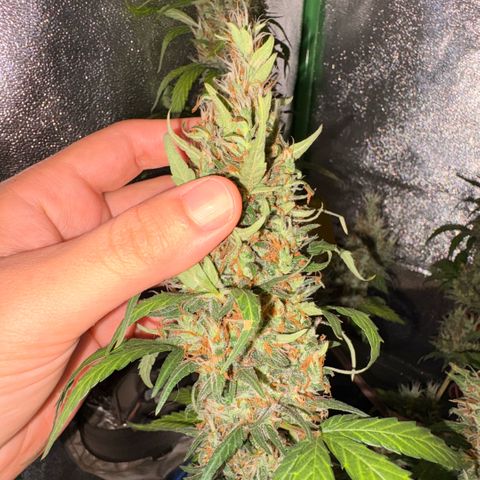 Pren vaso maior  growlog timeline photo