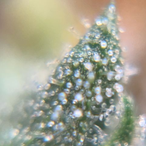 Pren vaso maior  growlog timeline photo