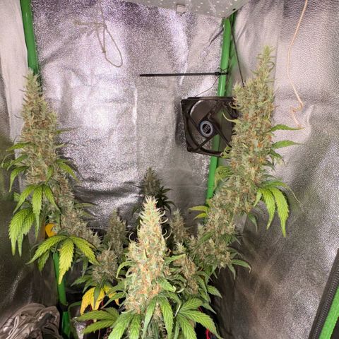 Pren vaso maior  growlog timeline photo