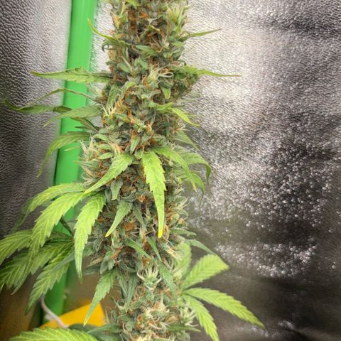Pren vaso maior  growlog timeline photo