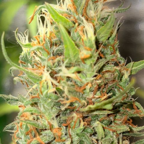 Pren vaso maior  growlog timeline photo