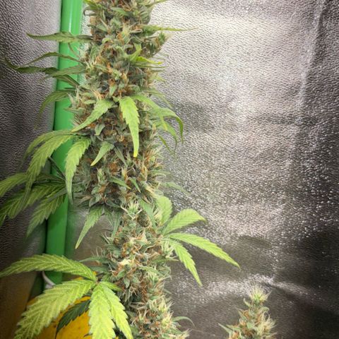 Pren vaso maior  growlog timeline photo