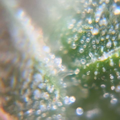 Pren vaso maior  growlog timeline photo