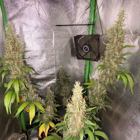 Pren vaso maior  growlog timeline photo