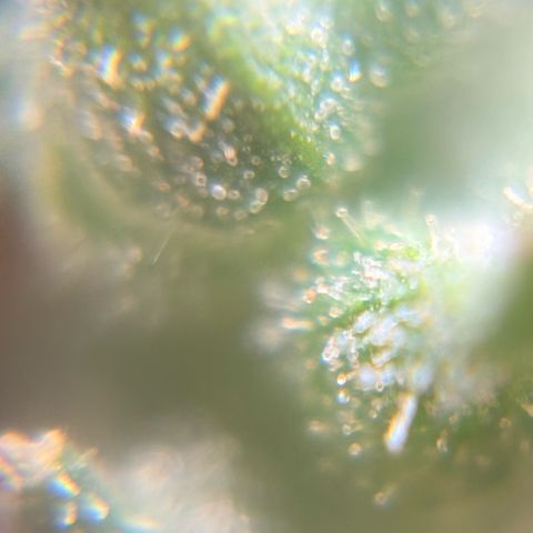 Pren vaso maior  growlog timeline photo