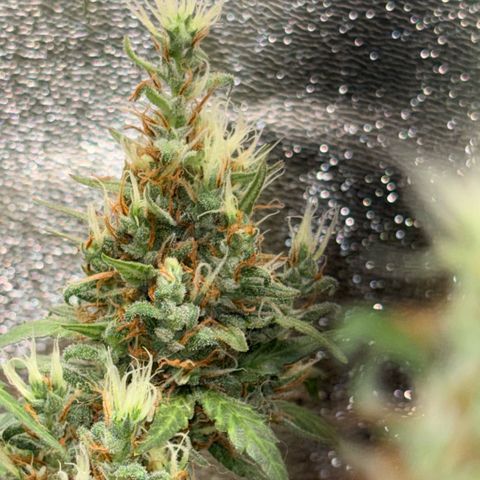Pren vaso maior  growlog timeline photo