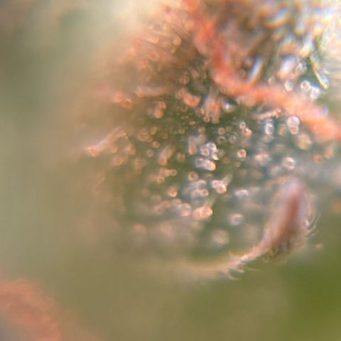 Pren vaso maior  growlog photo: Final da flora 