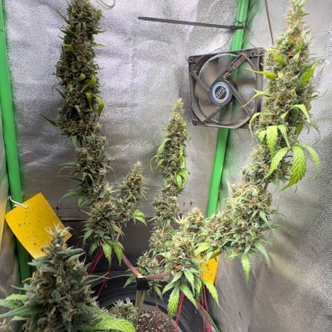 Pren vaso maior  growlog photo: Final da flora 