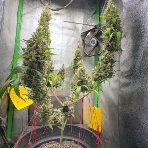 Pren vaso maior  growlog photo: Final da flora 