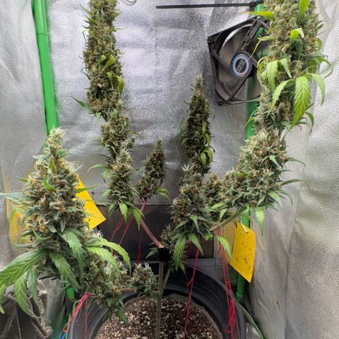 Pren vaso maior  growlog photo: Final da flora 