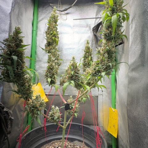 Pren vaso maior  growlog photo: Final da flora 