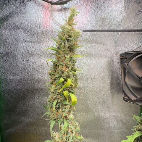 Pren vaso maior  growlog photo: Final da flora 