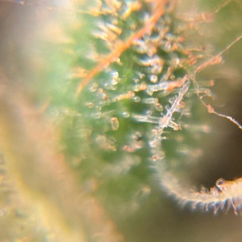 Pren vaso maior  growlog photo: Final da flora 