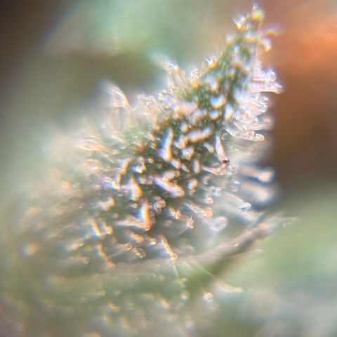 Pren vaso maior  growlog photo: Final da flora 