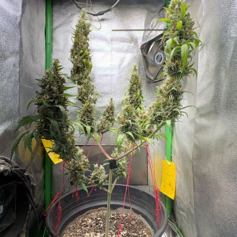 Pren vaso maior  growlog photo: Final da flora 