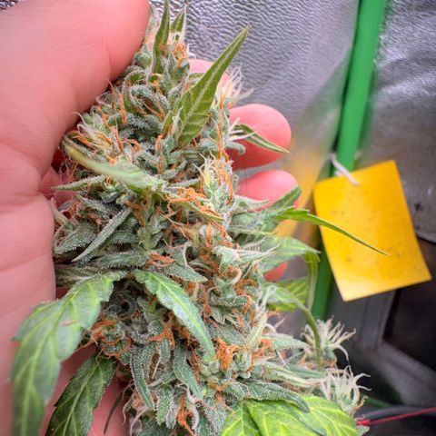Pren vaso maior  growlog photo: Final da flora 