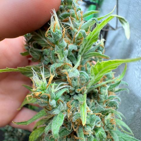 Pren vaso maior  growlog photo: Final da flora 
