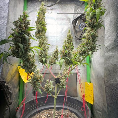 Pren vaso maior  growlog photo: Final da flora 