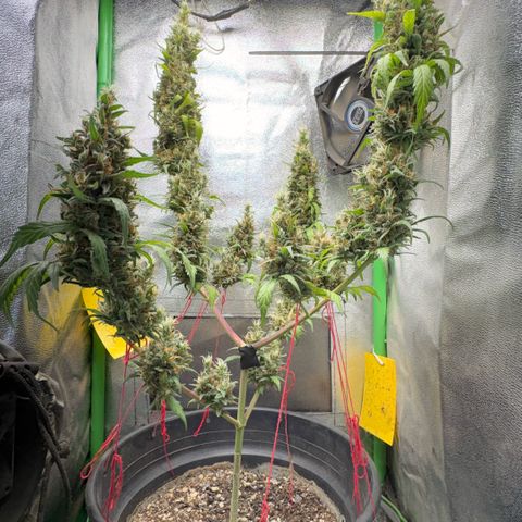 Pren vaso maior  growlog photo: Final da flora 