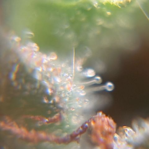 Pren vaso maior  growlog photo: Final da flora 