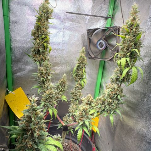 Pren vaso maior  growlog photo: Final da flora 