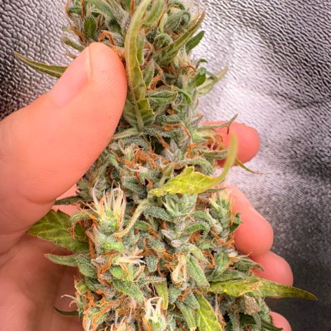 Pren vaso maior  growlog photo: Final da flora 