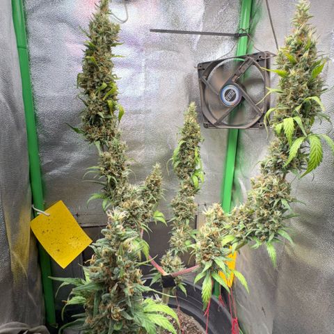 Pren vaso maior  growlog photo: Final da flora 