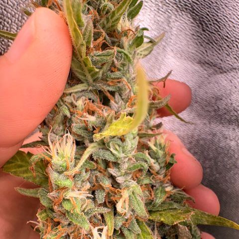Pren vaso maior  growlog photo: Final da flora 