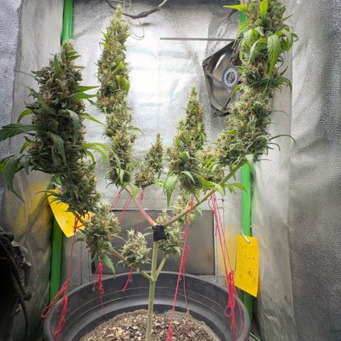 Pren vaso maior  growlog photo: Final da flora 