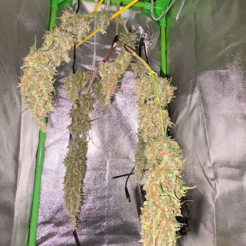 Pren vaso maior  growlog timeline photo