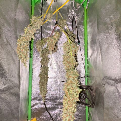 Pren vaso maior  growlog timeline photo
