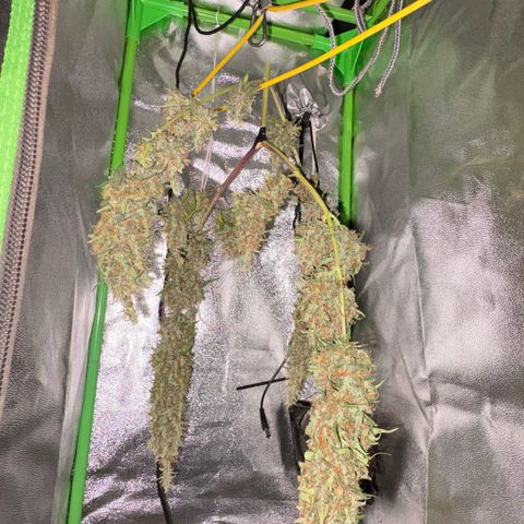 Pren vaso maior  growlog timeline photo