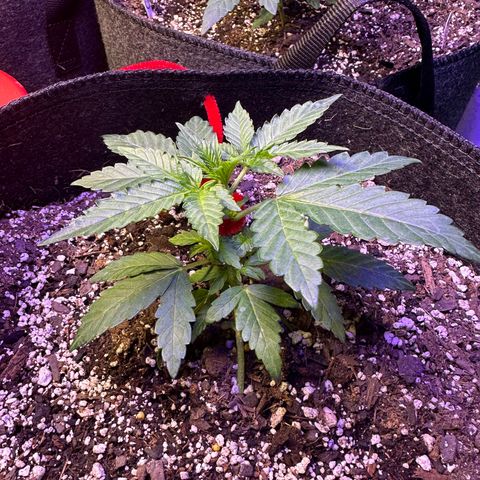 Purple Gelato Auto #2 growlog timeline photo