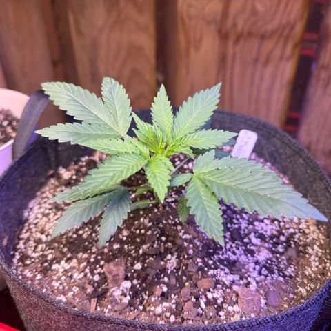 El Diablo growlog timeline photo