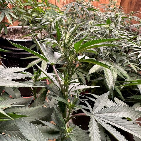 El Diablo growlog timeline photo