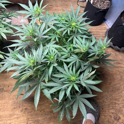 El Diablo growlog timeline photo