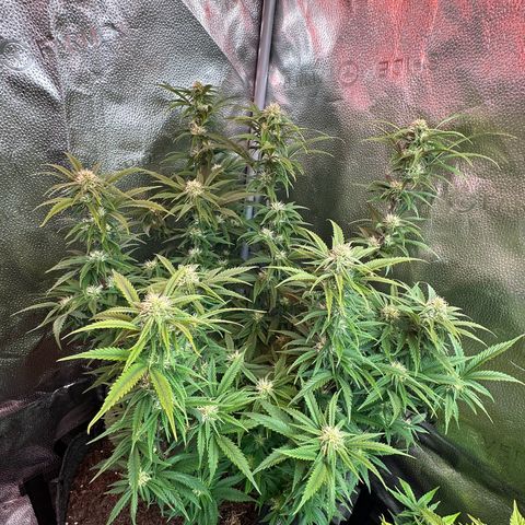 El Diablo growlog timeline photo