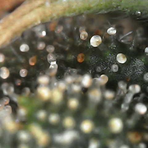 Purple Gelato Auto #2 growlog photo: Trichomes cloudy with amber beginning to show. 