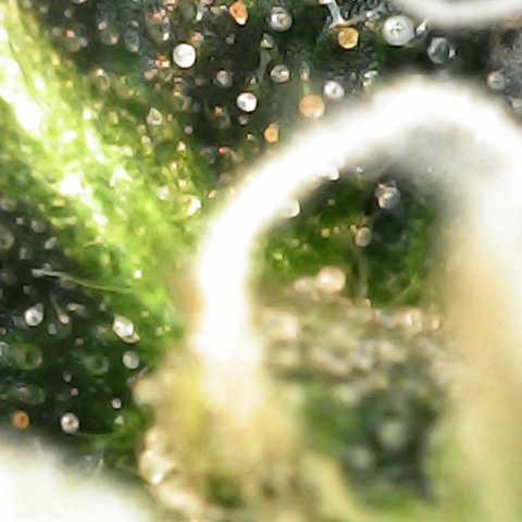 Purple Gelato Auto #2 growlog photo: Trichomes cloudy with amber beginning to show. 
