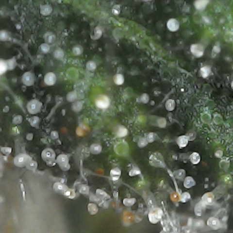 Purple Gelato Auto #2 growlog photo: Trichomes cloudy with amber beginning to show. 