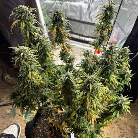 El Diablo growlog timeline photo