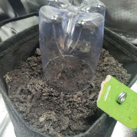 Fat Banana Automatic "Joe" growlog timeline photo