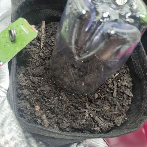 Purple Queen Automatic "Leila" growlog timeline photo